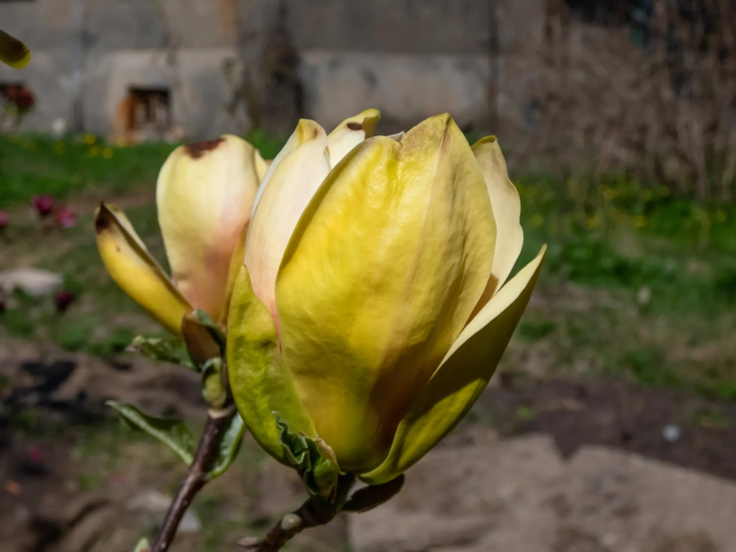 Magnolia 'Sunsation'>Omnia garden Clearance