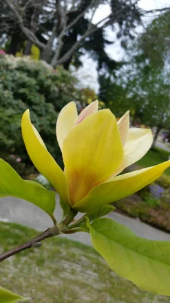 Magnolia 'Sunsation'><noscript><img width=