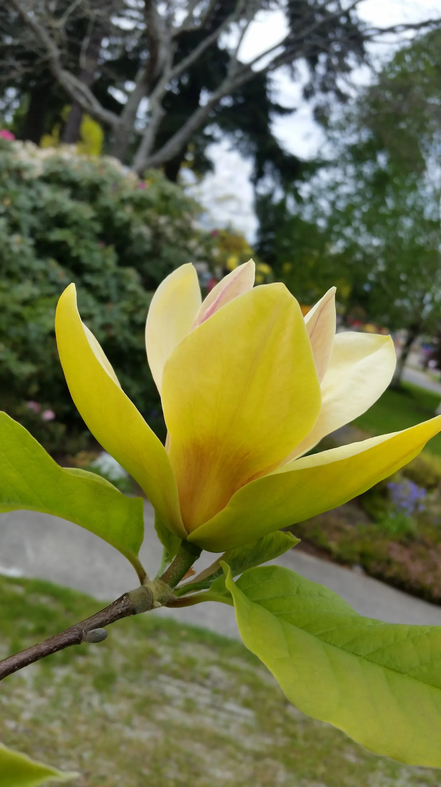 Magnolia 'Sunsation'>Omnia garden Clearance