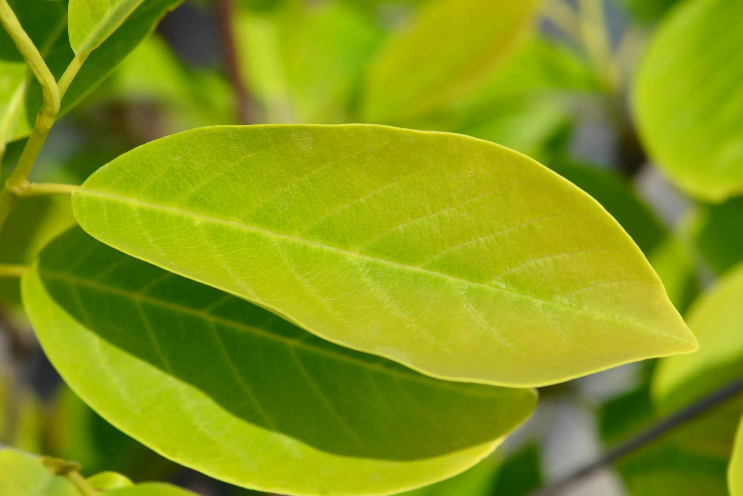 Magnolia 'Sunsation'>Omnia garden Clearance