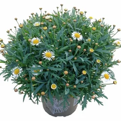 Margerit Busk 19cm>Danblumen Clearance