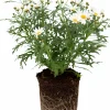 Margerit lat. Argyranthemum frut. ssp foeniculaceum Småblom>Mäster Grön Best