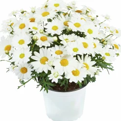 Margerit lat. Argyranthemum frut. ssp foeniculaceum Småblom>Mäster Grön Best