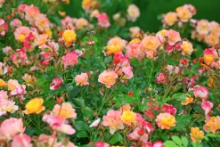Marktäckande Ros 'Amber Cover' 'Poulbambe' Barrotad>Omnia garden Clearance