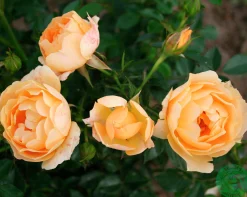 Marktäckande Ros 'Amber Cover' 'Poulbambe' Barrotad>Omnia garden Clearance