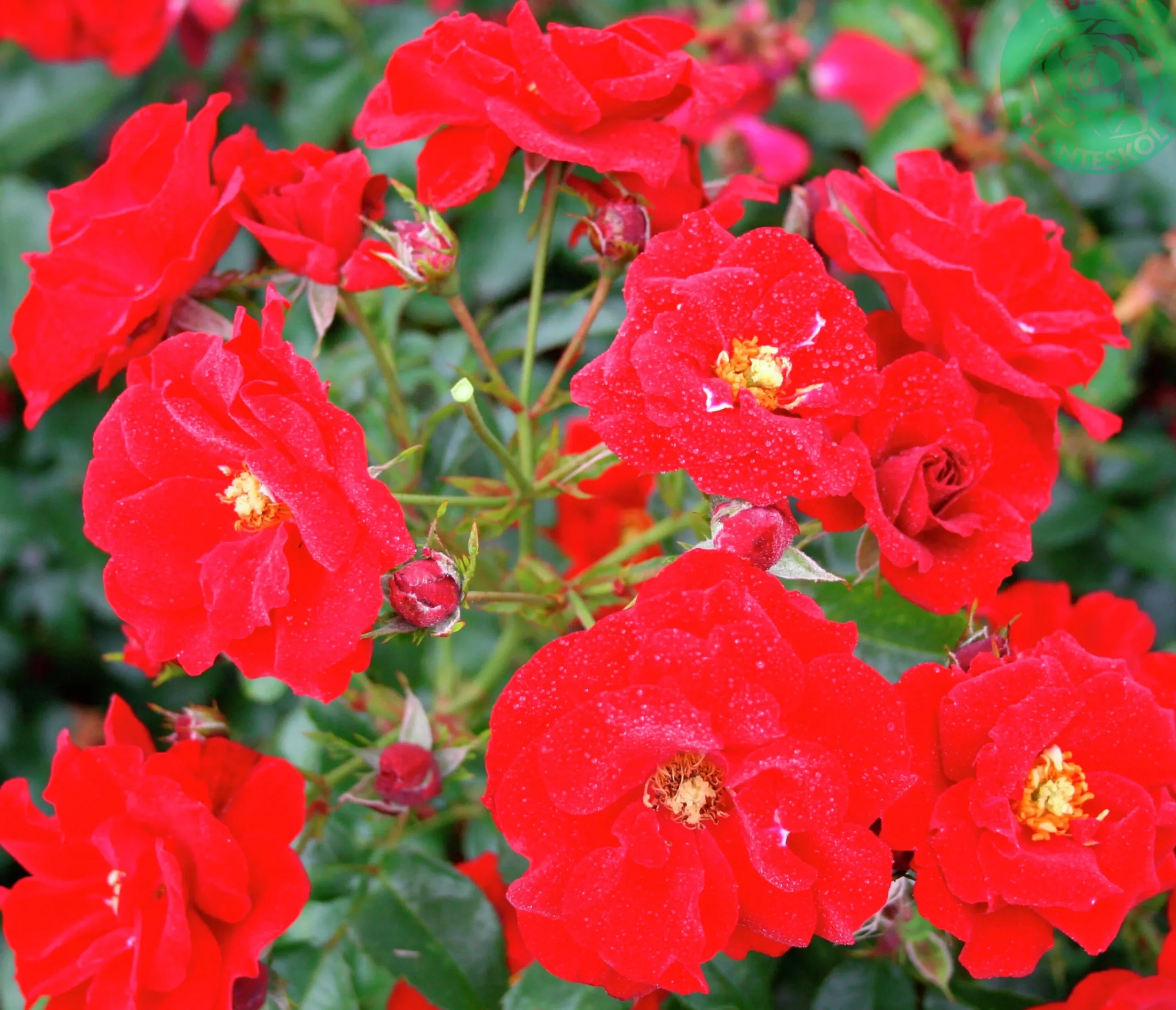 Marktäckande Ros 'Austriana' 'Tanaistrua' Barrotad>Omnia garden Clearance