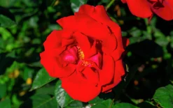 Marktäckande Ros 'Austriana' 'Tanaistrua' Barrotad><noscript><img width=