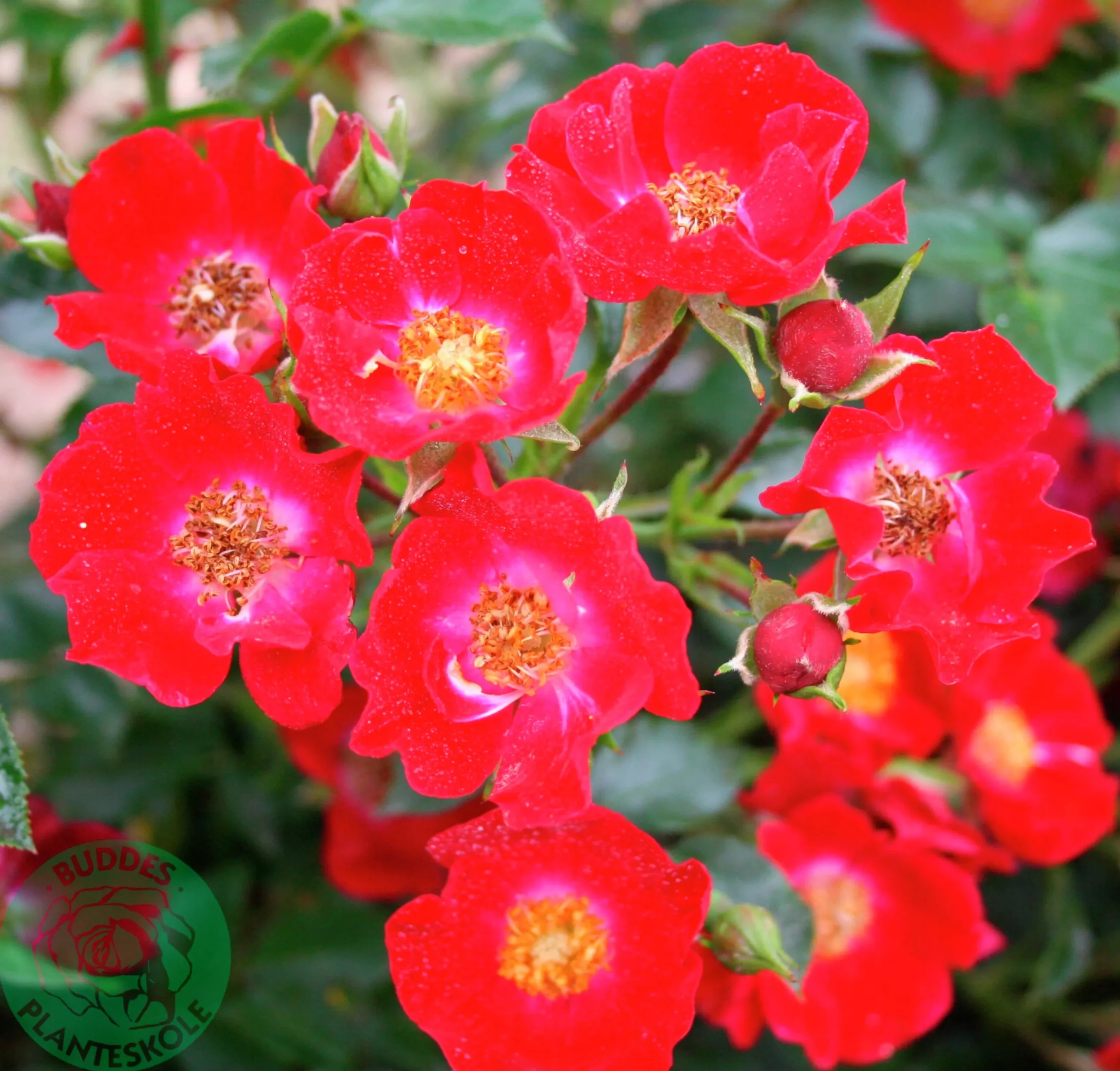 Marktäckande Ros 'Bassino' 'Kormixal' Barrotad>Omnia garden Best
