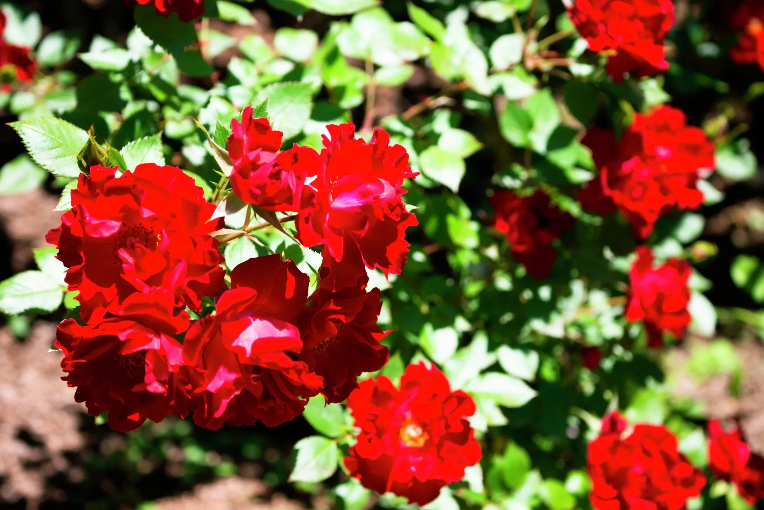 Marktäckande Ros 'Bassino' 'Kormixal' Barrotad>Omnia garden Best