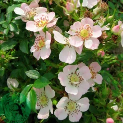 Marktäckande Ros 'Butterflies Cover' 'Poulbut' Barrotad>Omnia garden Outlet