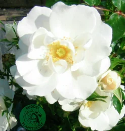 Marktäckande Ros 'Diamond Border' 'Pouldiram' Barrotad>Omnia garden Online