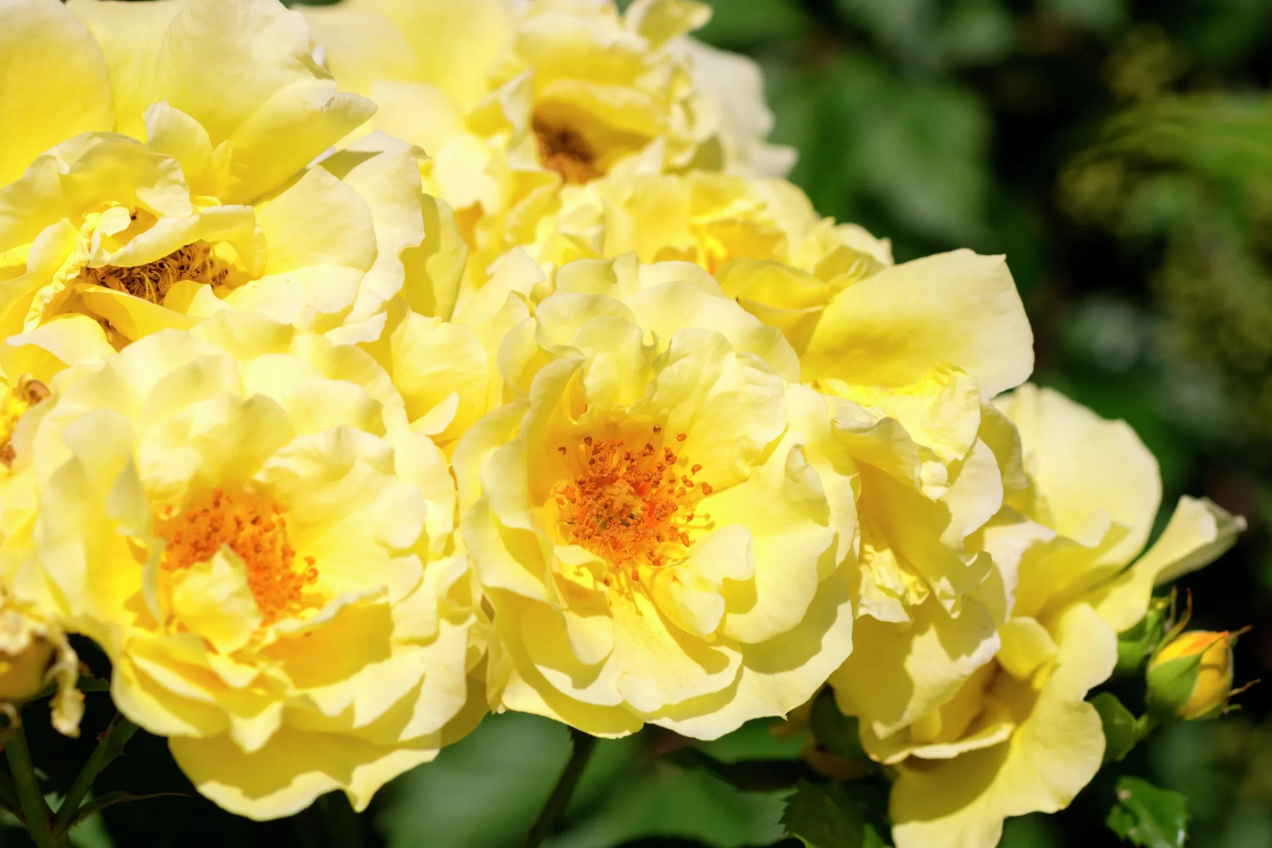 Marktäckande Ros 'Golden Cover' 'Poulgode' Barrotad>Omnia garden Clearance