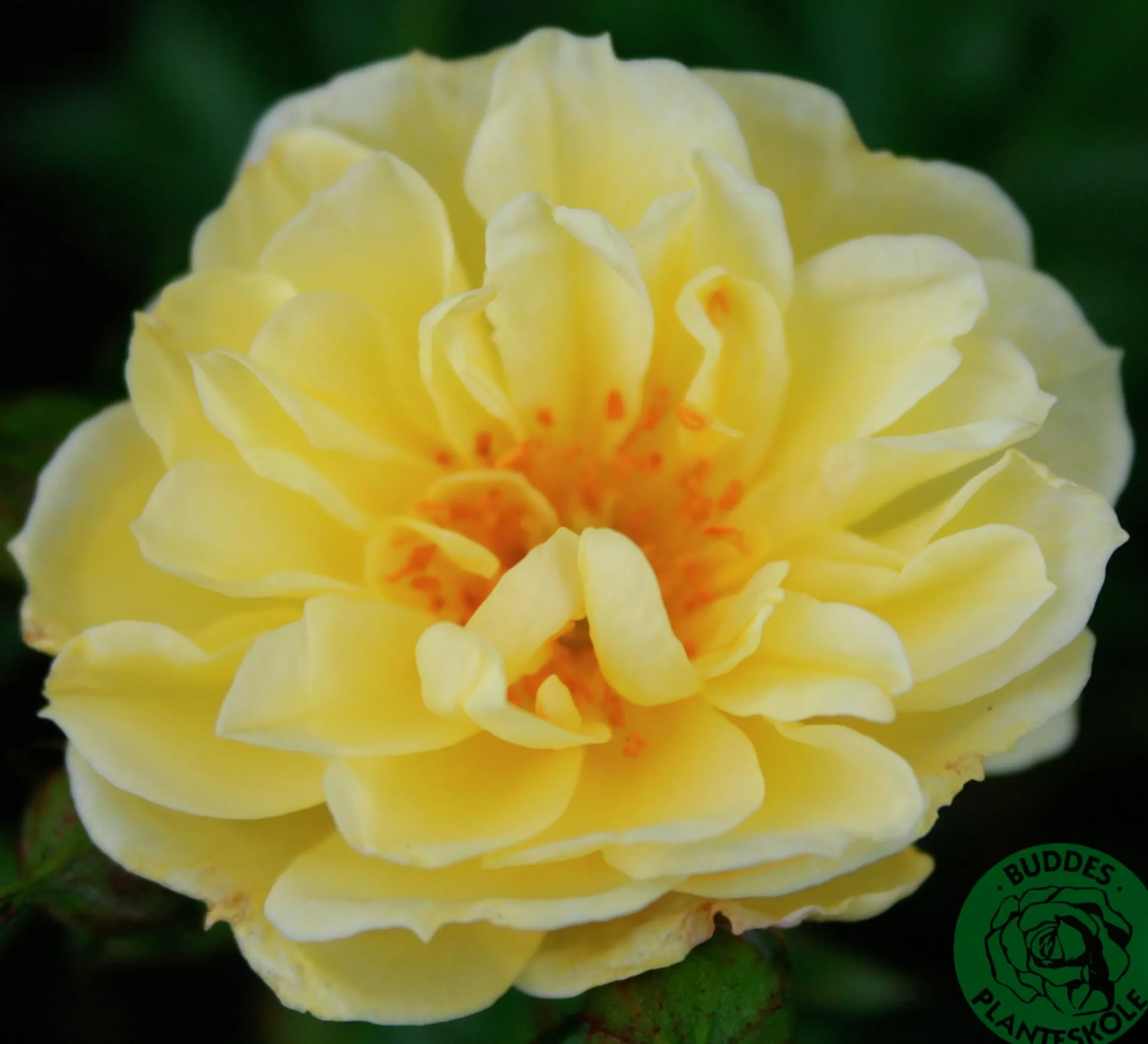 Marktäckande Ros 'Golden Cover' 'Poulgode' Barrotad>Omnia garden Clearance