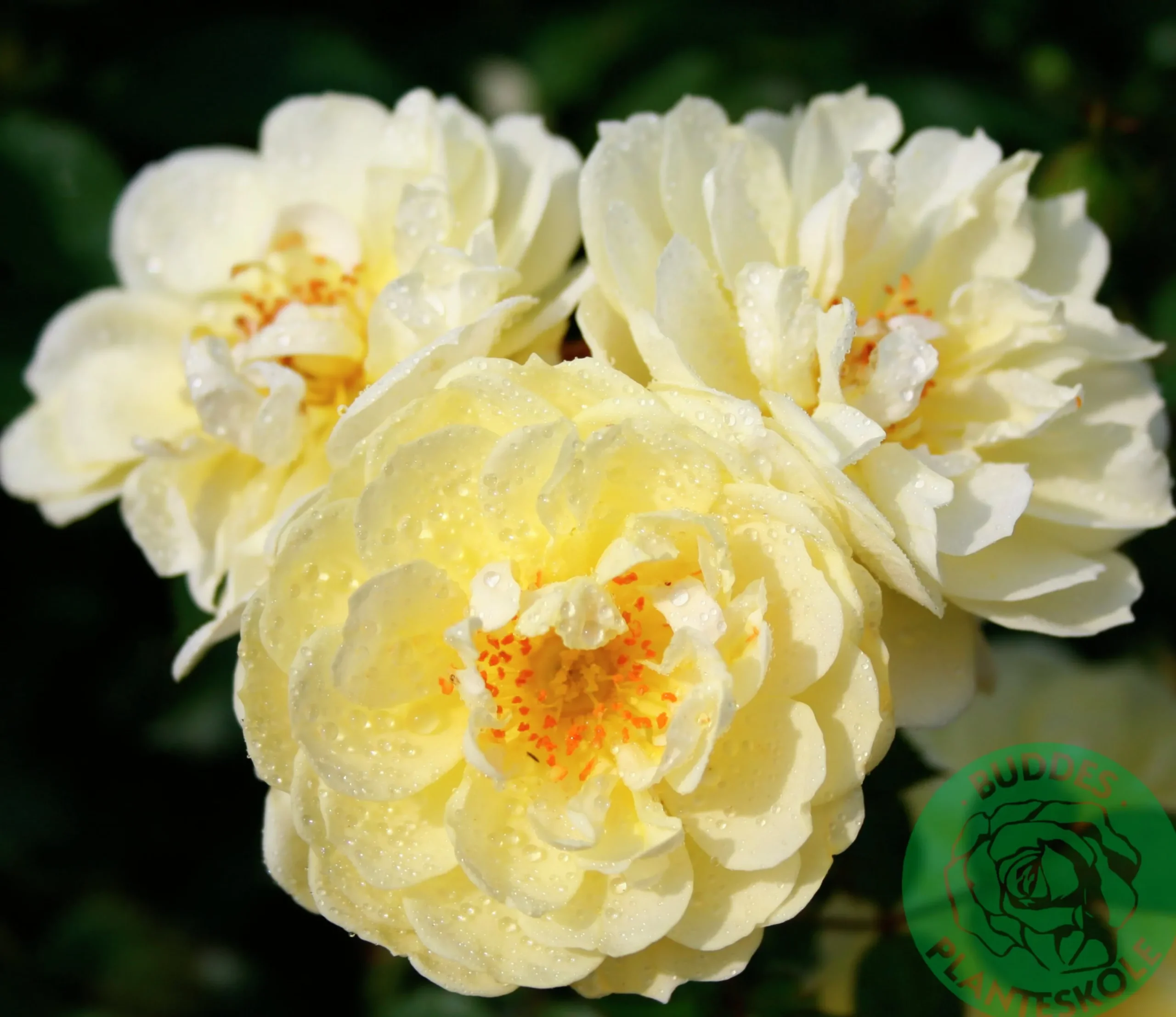 Marktäckande Ros 'Golden Cover' 'Poulgode' Barrotad>Omnia garden Clearance