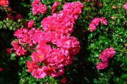 Marktäckande Ros 'Heidetraum' 'Noatraum' Barrotad>Omnia garden Hot