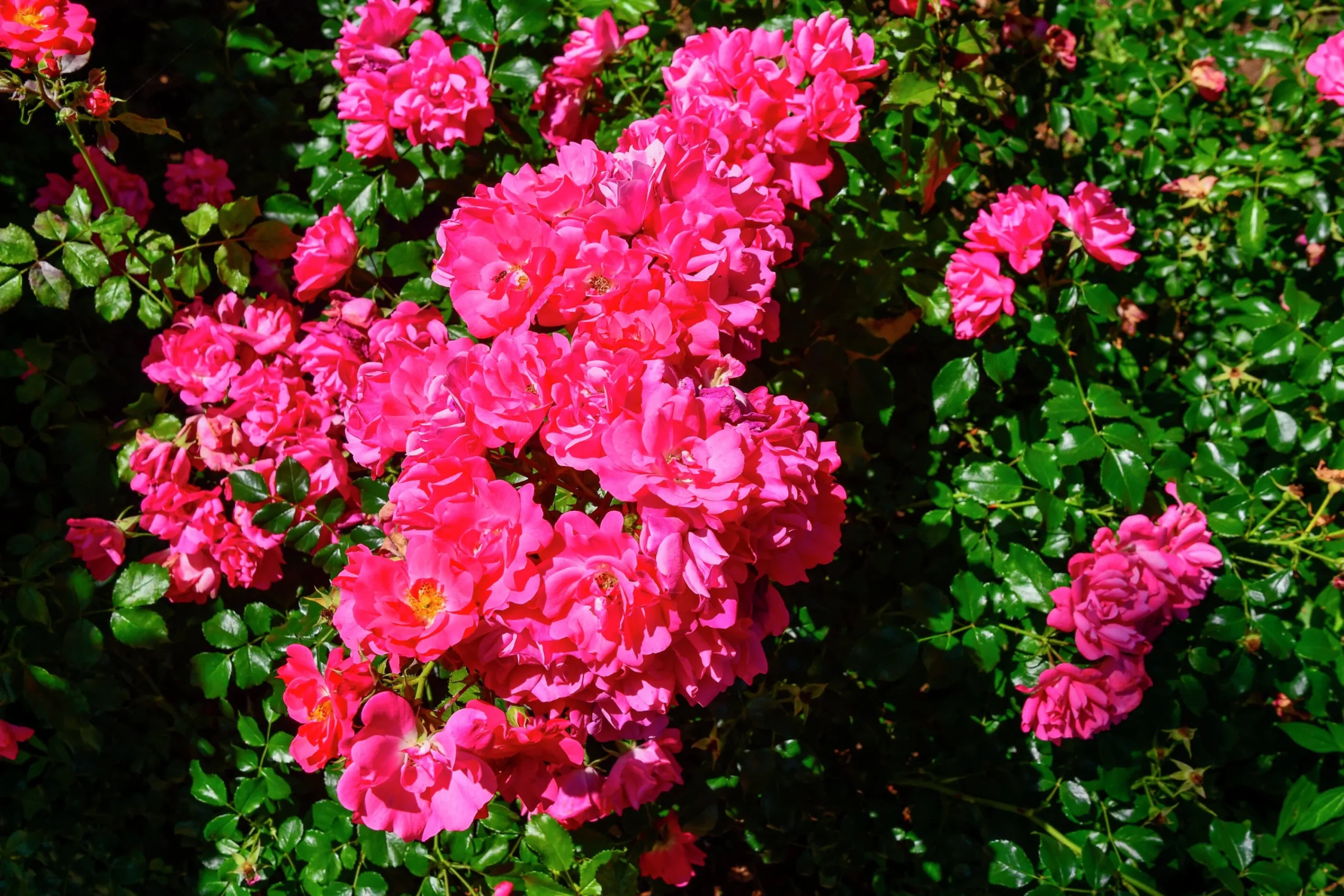 Marktäckande Ros 'Heidetraum' 'Noatraum' Barrotad>Omnia garden Hot