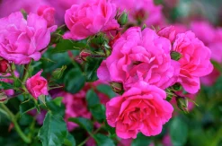Marktäckande Ros 'Heidetraum' 'Noatraum' Barrotad><noscript><img width=