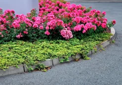 Marktäckande Ros 'Heidetraum' 'Noatraum' Barrotad><noscript><img width=