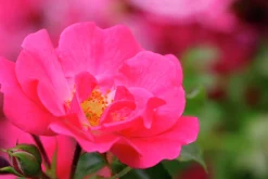Marktäckande Ros 'Heidetraum' 'Noatraum' Barrotad><noscript><img width=