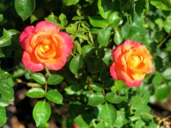 Marktäckande Ros 'Mandarin' 'Korcelin' Barrotad><noscript><img width=