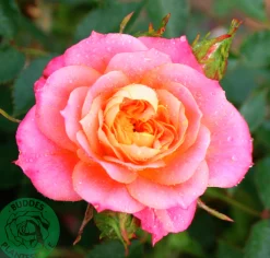 Marktäckande Ros 'Mandarin' 'Korcelin' Barrotad><noscript><img width=
