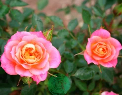 Marktäckande Ros 'Mandarin' 'Korcelin' Barrotad><noscript><img width=