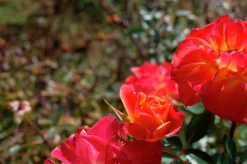 Marktäckande Ros 'Mandarin' 'Korcelin' Barrotad><noscript><img width=