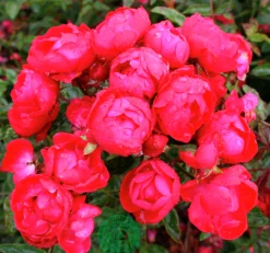 Marktäckande Ros 'Morsdag' syn. 'Mothers Day'' Barrotad>Omnia garden Best