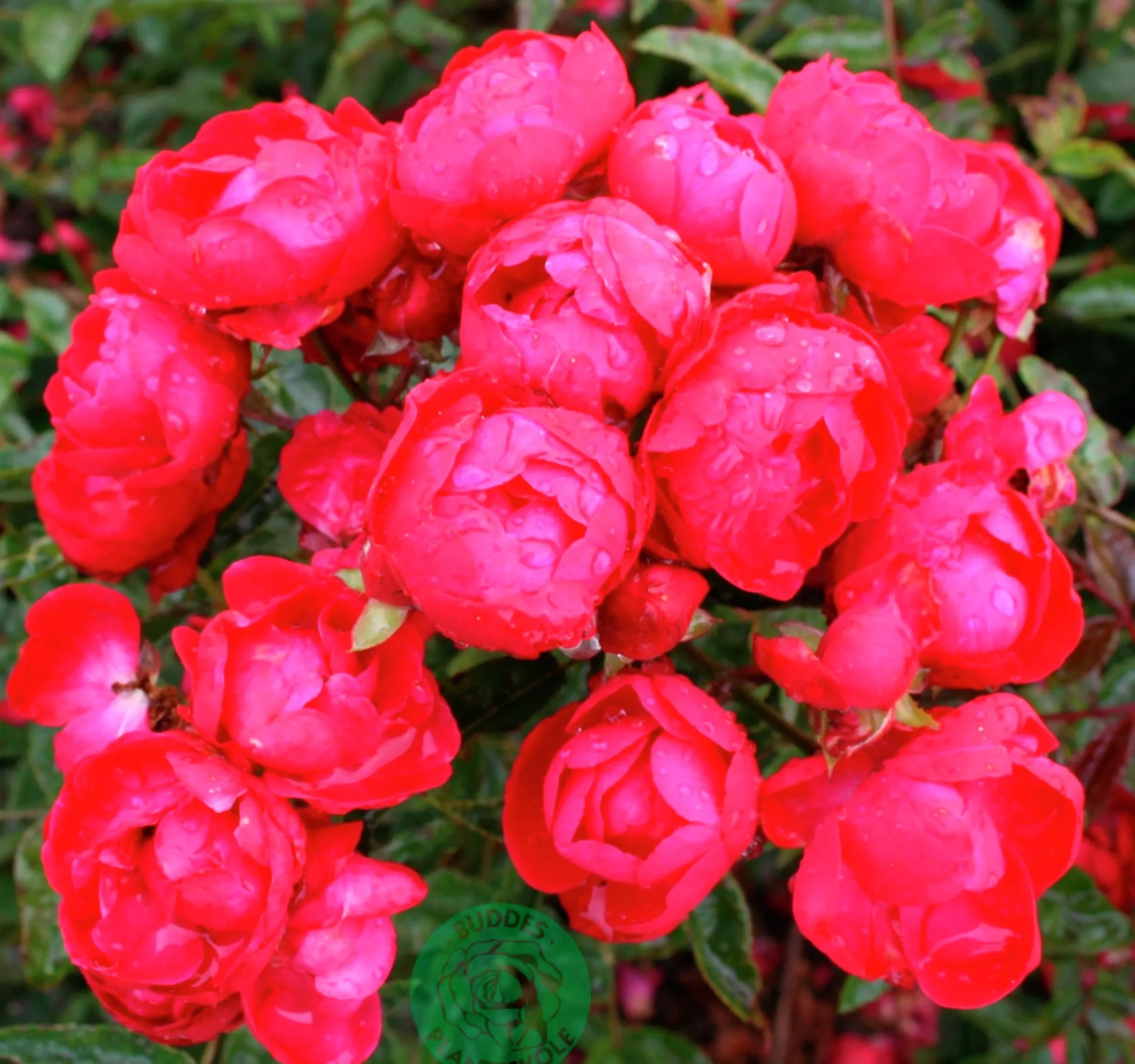 Marktäckande Ros 'Morsdag' syn. 'Mothers Day'' Barrotad>Omnia garden Best