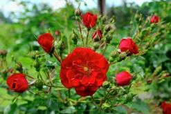 Marktäckande Ros 'Red Fairy' 'Moredfar' Barrotad>Omnia garden New