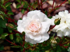 Marktäckande Ros 'Sea Foam' Barrotad>Omnia garden