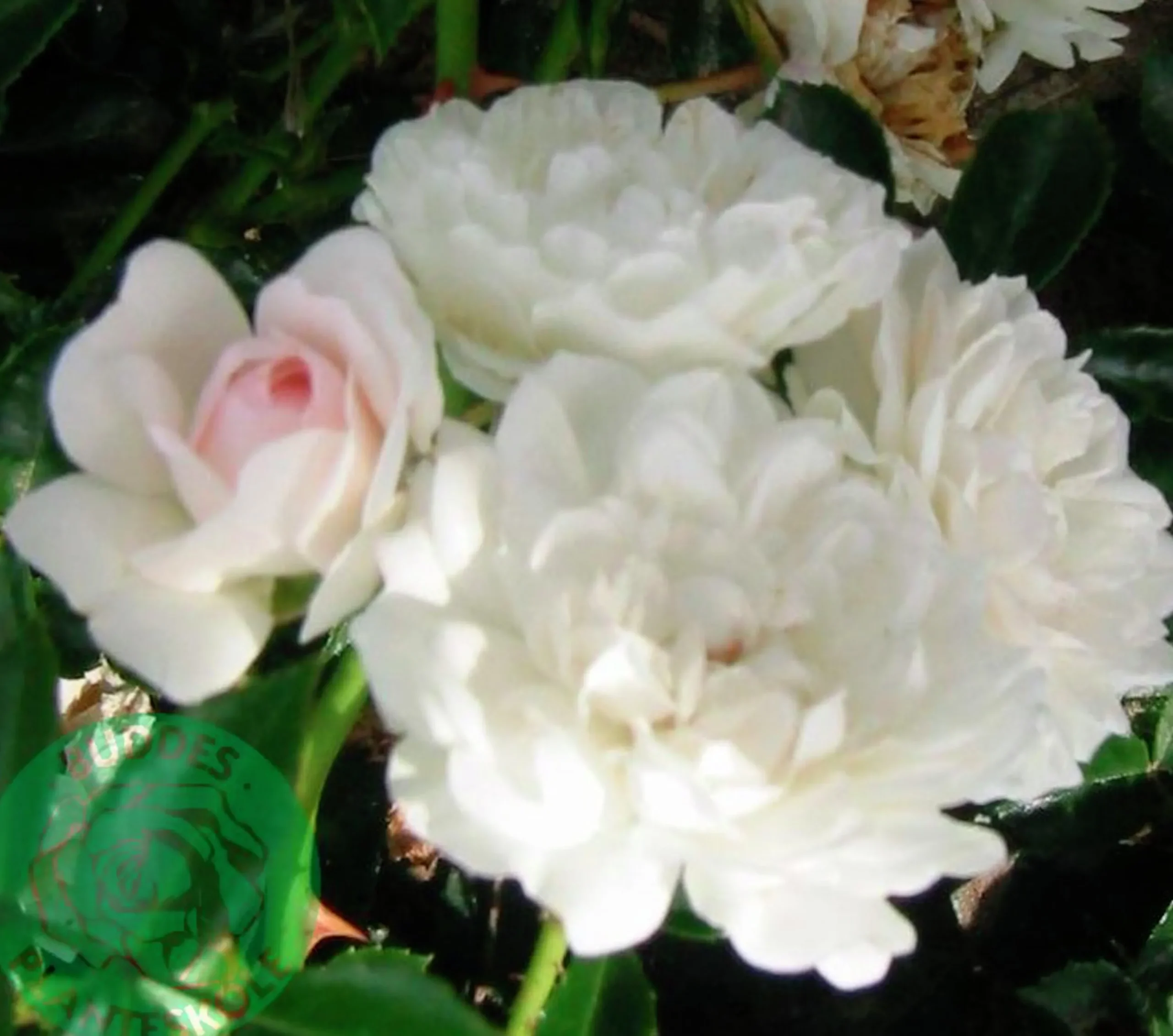 Marktäckande Ros 'Sea Foam' Barrotad>Omnia garden