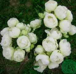 Marktäckande Ros 'Snö' Barrotad>Omnia garden Outlet