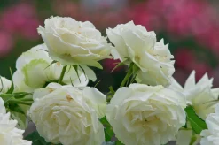 Marktäckande Ros 'Snö' Barrotad><noscript><img width=