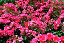 Marktäckande Ros 'Sommermärchen' 'Korpinka' Barrotad>Omnia garden Hot