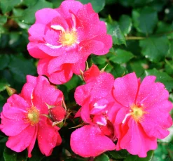 Marktäckande Ros 'Sommermärchen' 'Korpinka' Barrotad><noscript><img width=