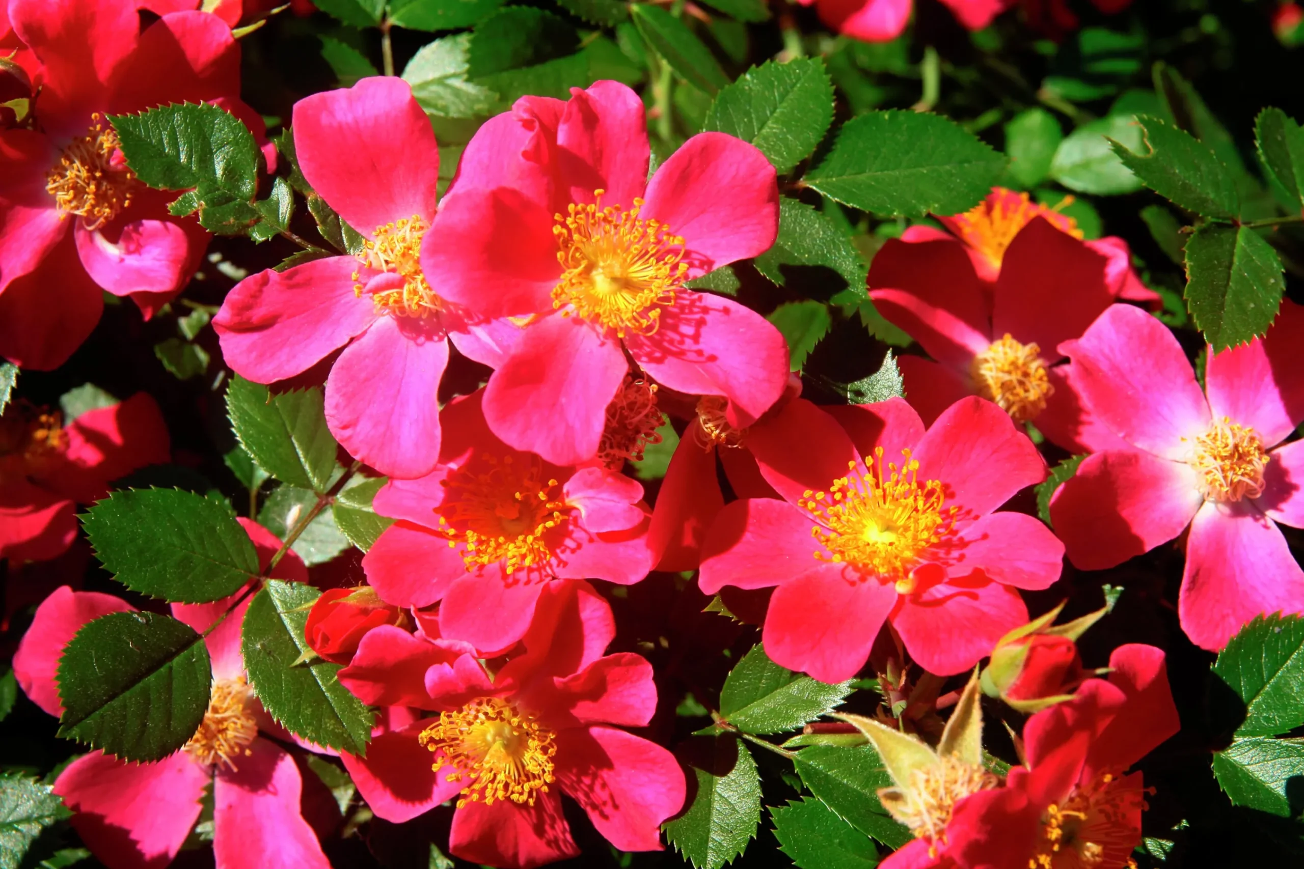 Marktäckande Ros 'Tommelise' 'Kortenay' Barrotad>Omnia garden Hot