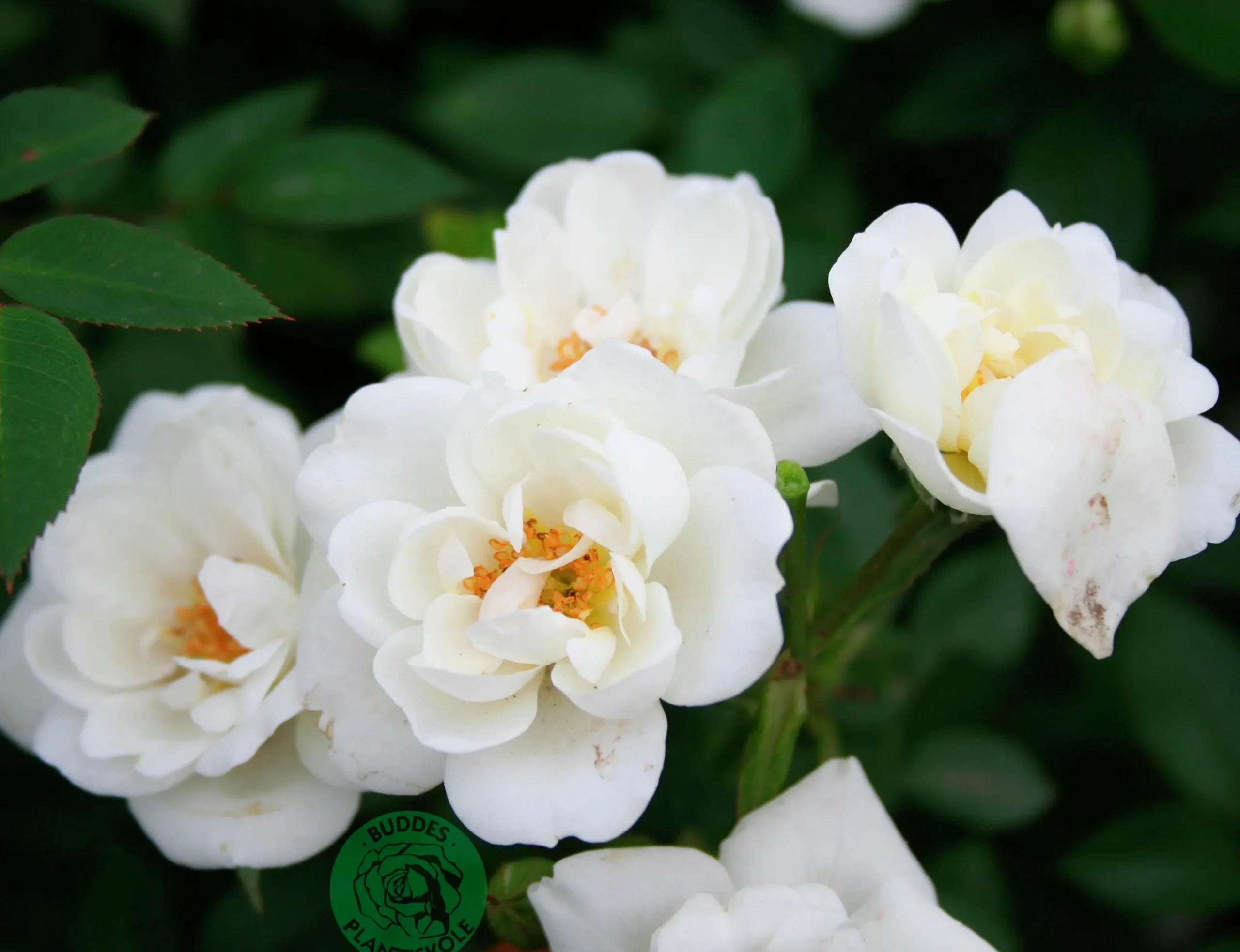Marktäckande Ros 'White Cover' 'Poulcov' Barrotad>Omnia garden Best