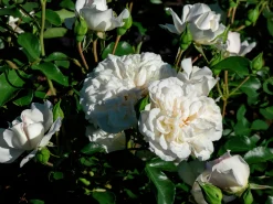 Marktäckande Ros 'White Meidiland' 'Meicoublan' Barrotad>Omnia garden Discount