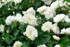 Marktäckande Ros 'White Meidiland' 'Meicoublan' Barrotad><noscript><img width=