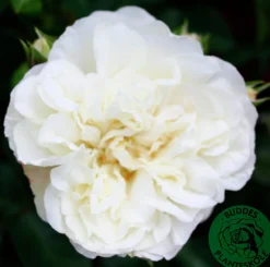Marktäckande Ros 'White Meidiland' 'Meicoublan' Barrotad><noscript><img width=