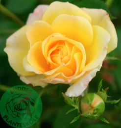 Marktäckande Ros 'Yellow Fairy' 'Poulfair' Barrotad>Omnia garden