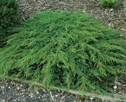 Matt-en 'Green Carpet' Krukodlad>Omnia garden Online