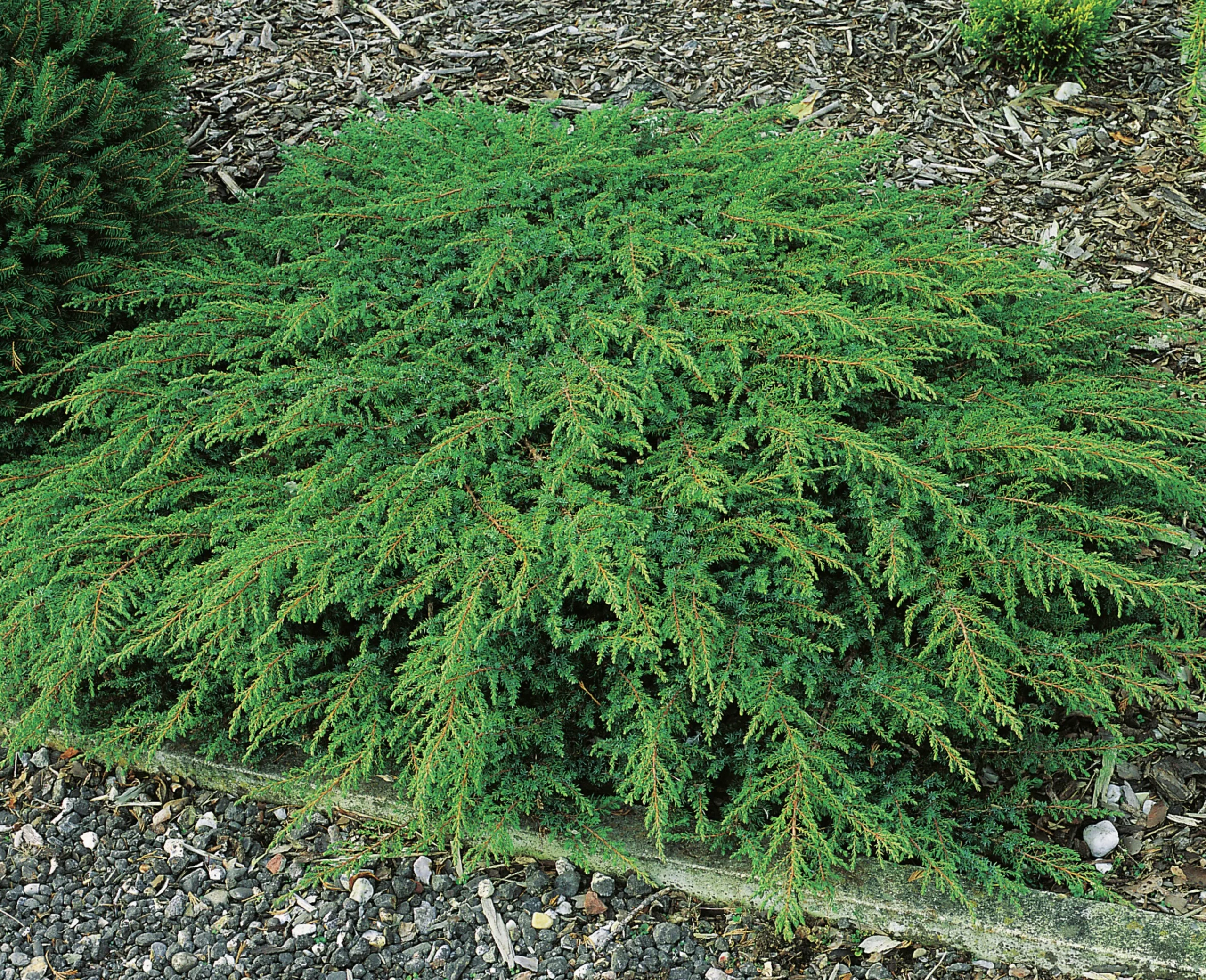 Matt-en 'Green Carpet' Krukodlad>Omnia garden Online