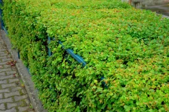 Måbär 'Schmidt' D:9-11cm Krukodlad>Omnia garden Discount