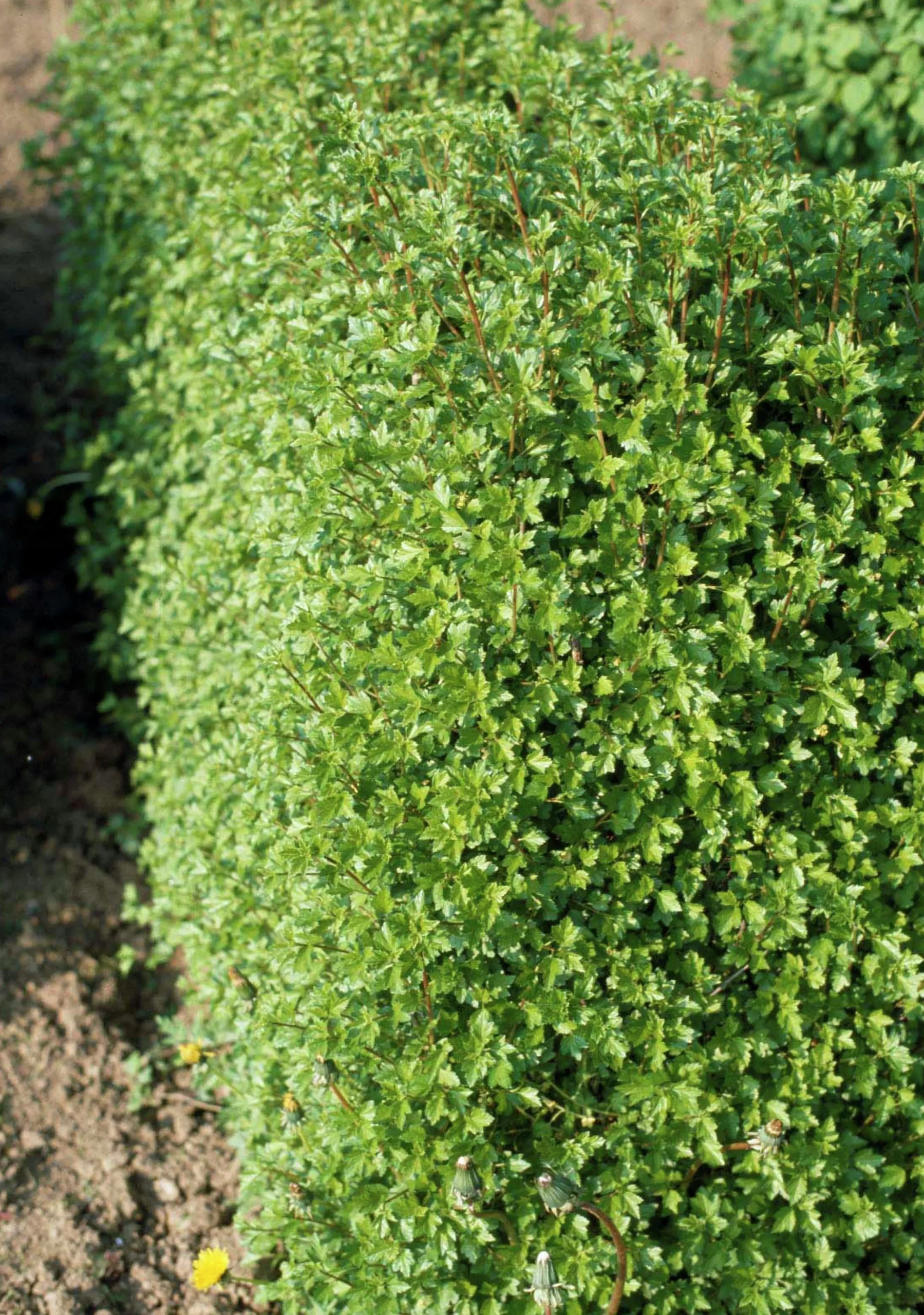 Måbär 'Schmidt' Goliath Barrotad>Omnia garden Sale