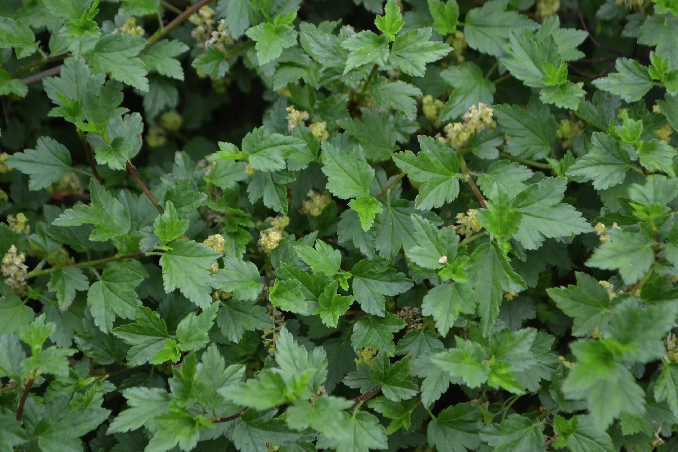 Måbär 'Schmidt' Goliath Barrotad>Omnia garden Sale