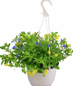 Midsommararrangemang lat. Argyranthemum & Lobelia Ampel Mix>Mäster Grön Online