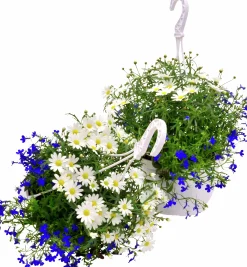 Midsommararrangemang lat. Argyranthemum & Lobelia Ampel Mix><noscript><img width=