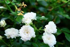 Miniatyrros 'White Fairy' Barrotad>Omnia garden Outlet
